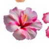 its_flower168