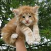 actionfarmsmainecoons