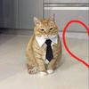 sfcopycatjy