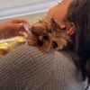 newyorkie0