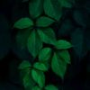 pharmacognosy25