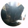 mrcatperu