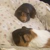 my..guineapigs7382