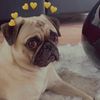 lucaspugdog