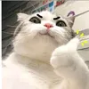 mewmewk4