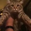 clappingcats