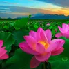 phuthinh520