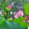 lanhphm99
