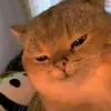 owwki0