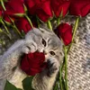 eng.beee