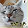 sadeemasadii
