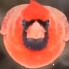 birdonspeed