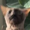 bawbybeans