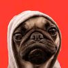 pugdev