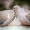 imanbenomar8