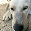 sky__dog