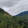 kehidupananjing