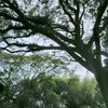 anakeembok3
