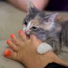 cateatingyourtoes