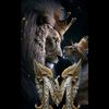 .mahmoud.alfayed
