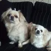 wishpatje
