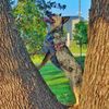 blueheeler_izel