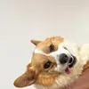 Bridgerthecorgi