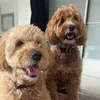 doodlebears_