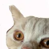 cat_is_best69