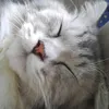 xxxcloudbearx
