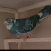 tjtj5_