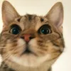 sash_s__here