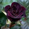 ai.shajalalislam01725