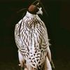 roosh030