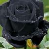 fleur.noir01