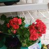 loribagrin11