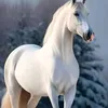 __omar866