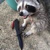 havanasyndromesurvivor