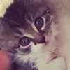 gianfrancoscattolin