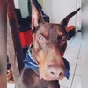 bardithedobie