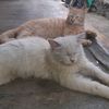 iburatugaluh99