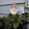 villageherbalist