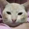 poppy.imut0