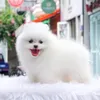 vucau3