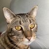 daisy_the_cat_03