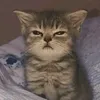 opgnkr