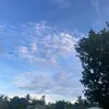 bee_78985