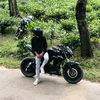 shahan_king1