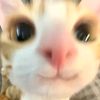 skqlff