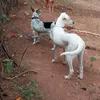 @cachorrosdemadame💥🐕🌳